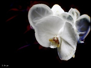 Orchidea, Storczyk