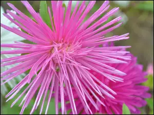 Różowy, Aster