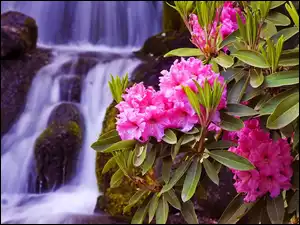 Wodospad, Kwiaty, Rododendrony