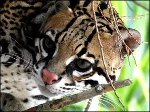 Ocelot, Gałązki, Różowy, Nosek