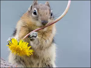 Mlecz, Chipmunk, Kwiatek