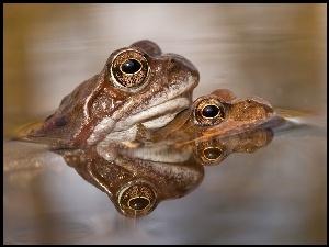 Dwie, Ropuchy