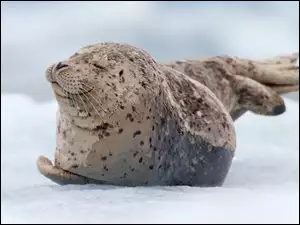 Kropki, Zadowolona, Foka