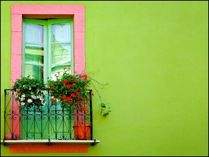 Pelargonia, Balkon, Kwiaty