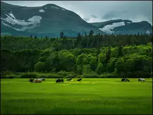 Góry, Zboże, Las, Konie