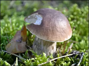 Mech, Borowik Szlachetny, Przez, Nadgryziony, Ślimaka