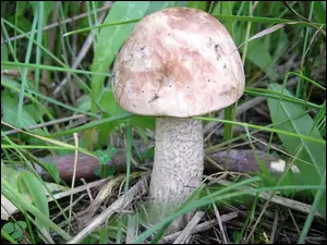 Grzyb, Zarośla