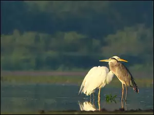 Dwie, Czaple