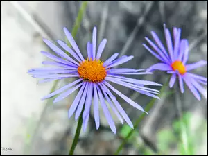 Aster