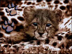 Mały, Łap, Gepard, Odciski