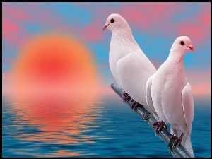 Gołębie, Dwa, Białe