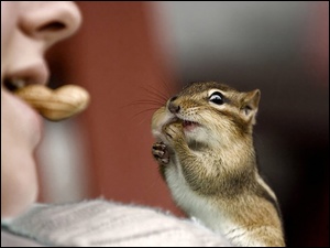 Orzeszek, Chipmunk, Dziewczynka