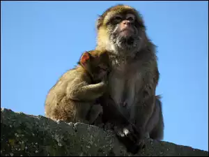Murek, Małpa, Małe