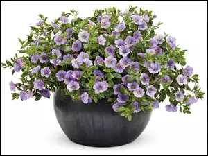 Petunia, Doniczka, Fioletowa