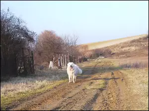 Owczarek węgierski Kuvasz, droga