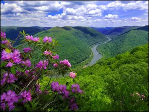 Góry, Rododendron, Rzeka, Kwitnący