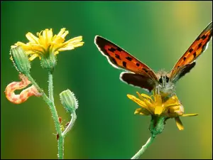 gąsienica, Motyl, kwiat