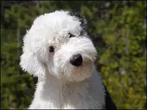 Młody, Owczarek staroangielski Bobtail