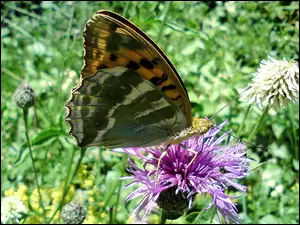 Malinowiec, Motyl, Dostojka