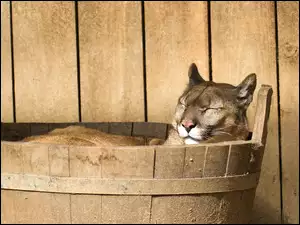 Drewniany, Puma, Ceberek, Śpiąca