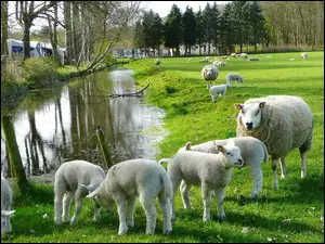 Rzeczka, Owce, Łąka