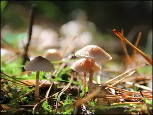 Igliwie, Białe, Grzybki