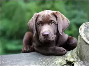 Retriever, Brązowy, Szczeniak