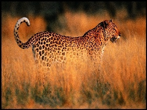 Sawanna, Jaguar, Trawa
