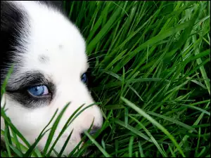 Bearded collie, Szczeniak, Oczy, Niebieskie, Trawa