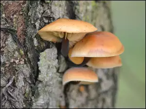 Grzybki, Wierzby, Na, Korze