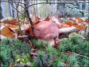 Borowik, Liście, Las, Igliwie