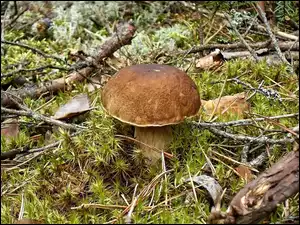 Borowik, Kociewie, Grzyby, Las, Prawdziwek