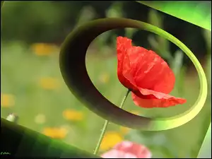 Grafika Komputerowa, Czerwony, Mak