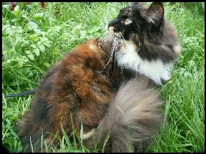 Kotek, Maine coon