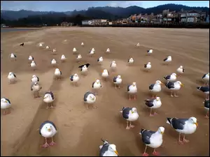 Mewy, Domy, Plaża