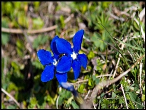 Małe, Trawa, Niebieskie, Kwietuszki