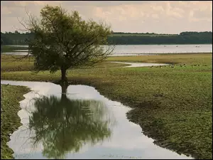 Łąka, Drzewo, Rzeka