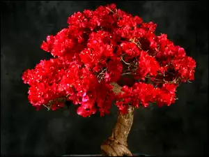 Czerwone, Bonsai, Bugenwilla, Drzewko