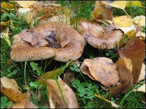 Jesień, Grzyby, Liście