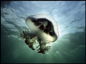 Szara, Meduza