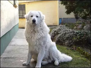 Owczarek węgierski Kuvasz