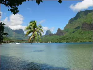 Zatoka, Palma, Wyspa, Góry, Moorea, Woda
