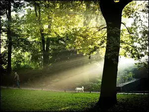 Promienie Słońca, Park, Spacer, Człowiek, Pies