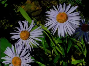 Liście, Aster alpejski, Zielone