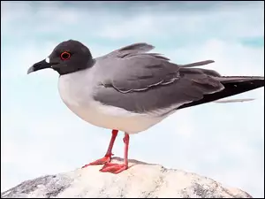 Niebo, Mewa, Skała