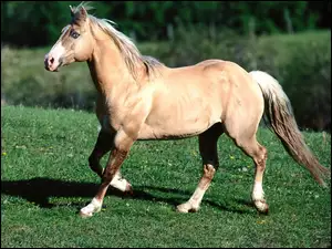 Koń