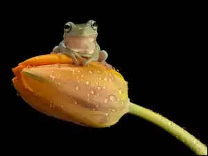 Tulipan, Zielona, Żaba