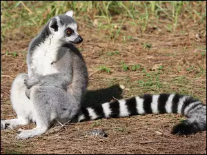Ogon, Lemur, Piękny