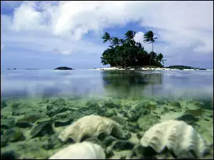 Islandia, Drzewa, Aitutaki, Woda