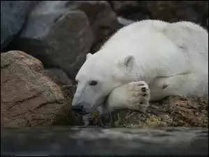 Skałki, Miś, Polarny